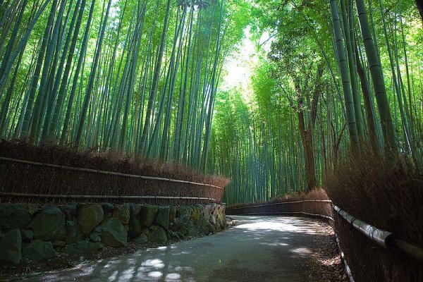 Sagano Bamboo Forest, Arashiyama, Kyoto Sagano Bamboo Forest, Arashiyama, Kyoto