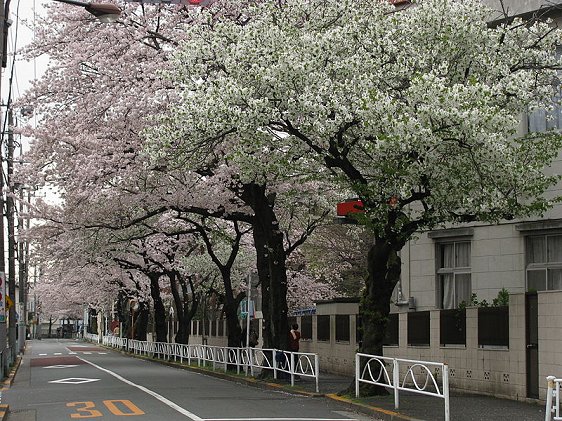 Sakura trees along the road in Meguro, Tokyo Sakura trees along the road in Meguro, Tokyo
