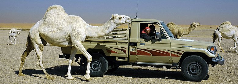 Camels at Athriyah Village, Riyadh, Saudi Arabia
