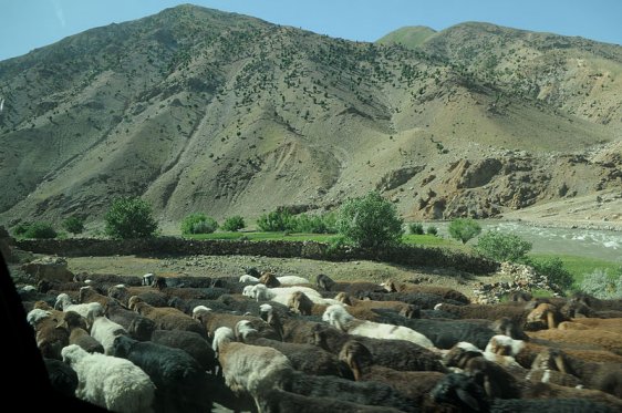 Sheep in Panjshir Valley Sheep in Panjshir Valley