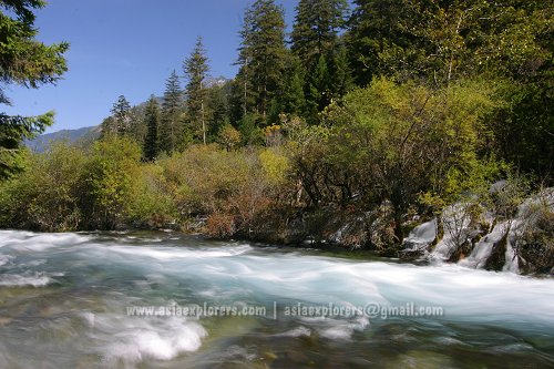 Shuzheng River gushing thorough Jiuzhaigou Valley