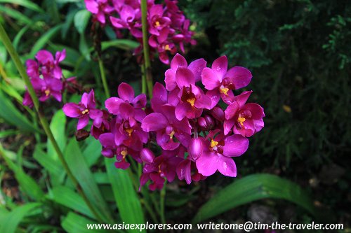 Spathoglottis orchids, National Orchid Garden, Singapore Spathoglottis orchids, National Orchid Garden, Singapore