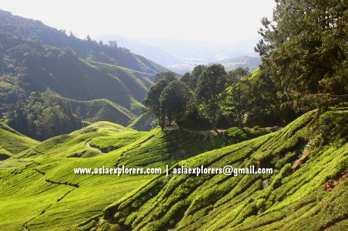 Sungai Palas Boh Tea Plantation