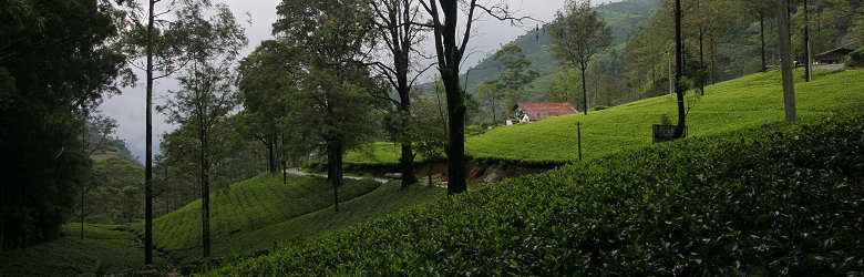 Tea plantations at Nuwara Eliya, Sri Lanka Tea plantations at Nuwara Eliya, Sri Lanka