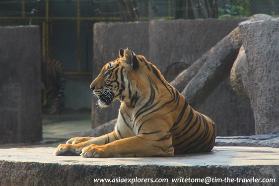 A tiger at the Sriracha Tiger Zoo