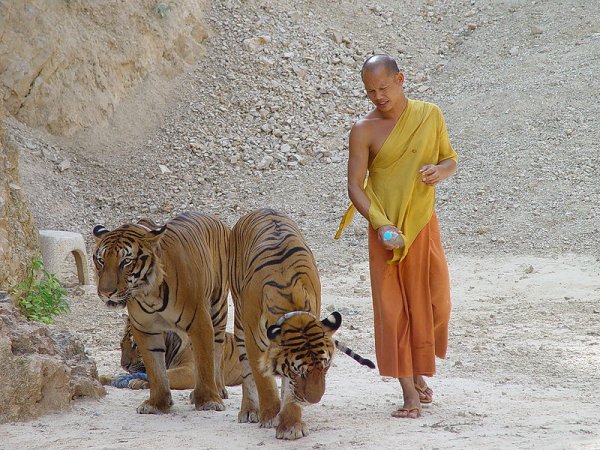 Monk with tigers at the Tiger Temple in Kanchanaburi, Thailand