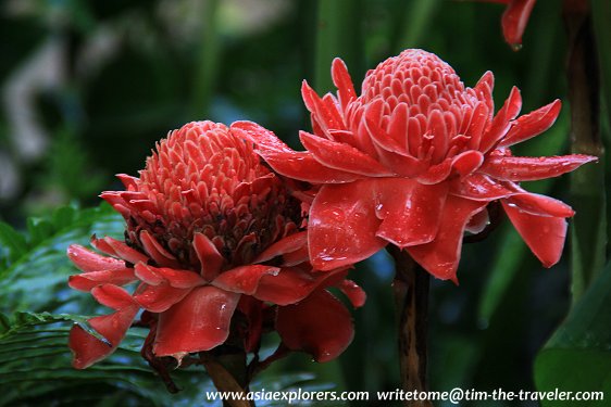 Torch ginger in bloom, Singapore Botanic Gardens Torch ginger in bloom, Singapore Botanic Gardens