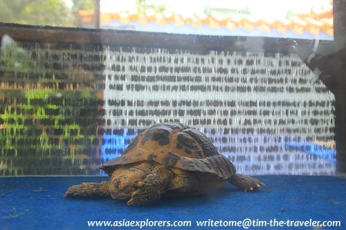 Travancore Tortoise Travancore Tortoise