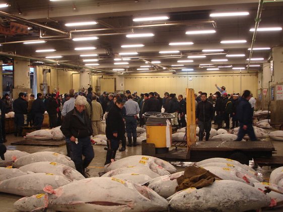 Tsukiji Fish Market, Tokyo Tsukiji Fish Market, Tokyo