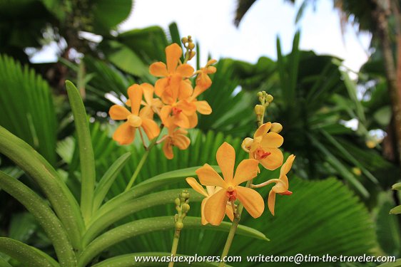 Orchids of the Vanda family, National Orchid Garden, Singapore Orchids of the Vanda family, National Orchid Garden, Singapore