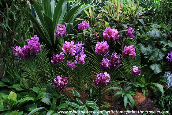 Vanda, National Orchid Garden, Singapore Vanda, National Orchid Garden, Singapore