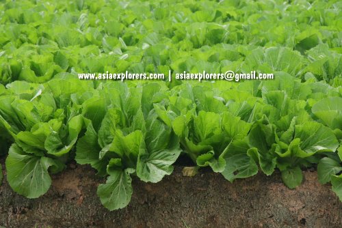 Vegetable patch in Cameron Highlands
