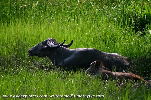 Water buffaloes in Kedah