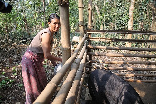 A woman feeds her pigs in Nagaland A woman feeds her pigs in Nagaland