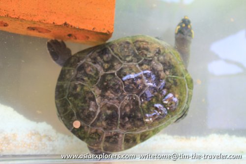 Yellow Spotted Amazon River Turtle Yellow Spotted Amazon River Turtle