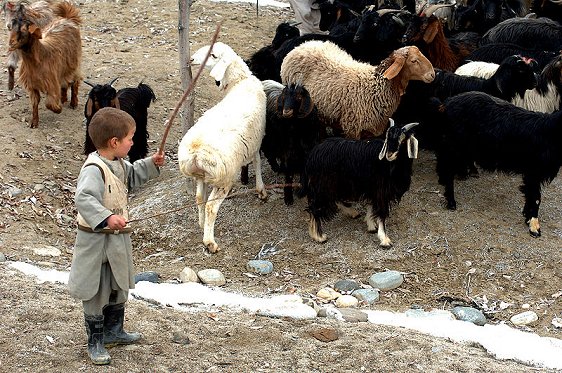 Young shepherd in Panjshir Valley Young shepherd in Panjshir Valley
