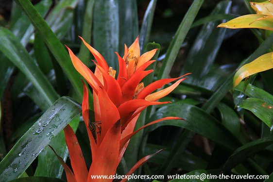 Yuen-Peng McNeice Bromeliad Collection, Singapore Botanic Gardens Yuen-Peng McNeice Bromeliad Collection, Singapore Botanic Gardens