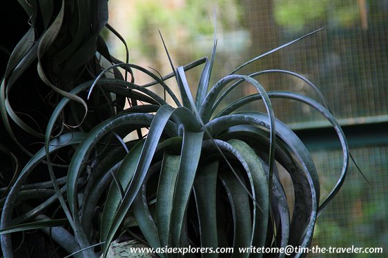Yuen-Peng McNeice Bromeliad Collection, Singapore Botanic Gardens Yuen-Peng McNeice Bromeliad Collection, Singapore Botanic Gardens