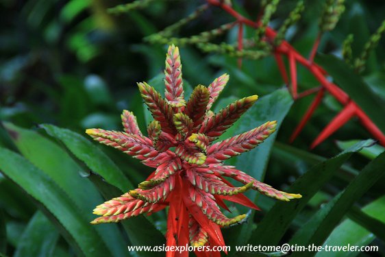 Yuen-Peng McNeice Bromeliad Collection, Singapore Botanic Gardens Yuen-Peng McNeice Bromeliad Collection, Singapore Botanic Gardens