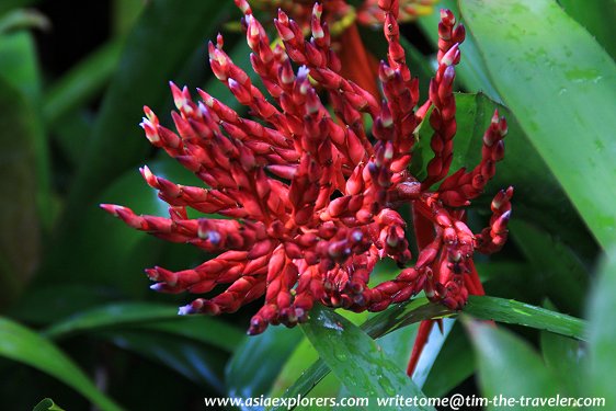 Yuen-Peng McNeice Bromeliad Collection, Singapore Botanic Gardens Yuen-Peng McNeice Bromeliad Collection, Singapore Botanic Gardens