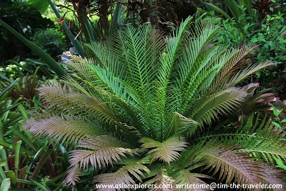 Yuen-Peng McNeice Bromeliad Collection, Singapore Botanic Gardens Yuen-Peng McNeice Bromeliad Collection, Singapore Botanic Gardens
