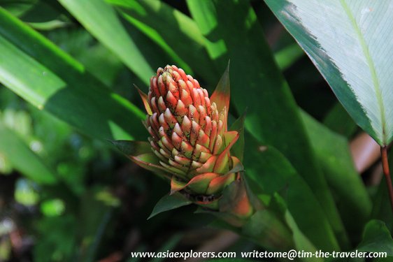 Yuen-Peng McNeice Bromeliad Collection, Singapore Botanic Gardens Yuen-Peng McNeice Bromeliad Collection, Singapore Botanic Gardens