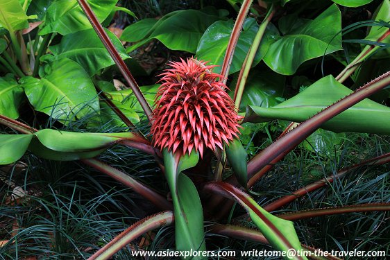 Yuen-Peng McNeice Bromeliad Collection, Singapore Botanic Gardens Yuen-Peng McNeice Bromeliad Collection, Singapore Botanic Gardens