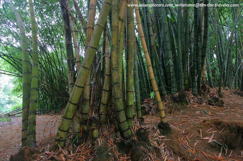 bamboo-peradeniya.jpg